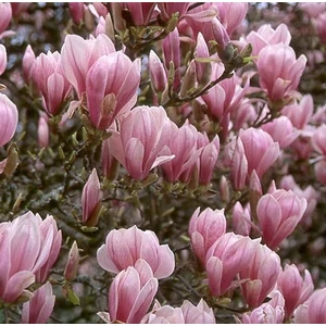 Liliomfa Heaven scent 2 lit. kont. Liliomfa Heaven scent 2 lit. kont.