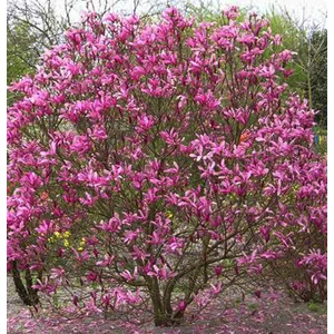 Liliomfa Susan 5 lit. kont. 100 cm