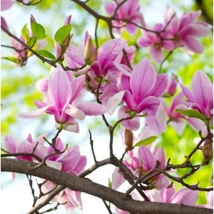 Liliomfa George Henry Kern 2 lit. kont. 