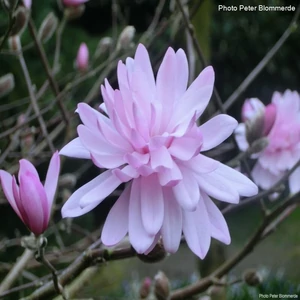 Liliomfa stellata rosea 2lit Liliomfa stellata rosea 2lit