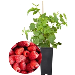 Málna heritage 2 literes kont.