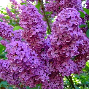 Orgona 2 literes kont.