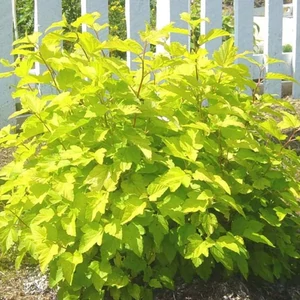 Hólyagvessző sárga 2 lit. kont