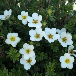 Pimpó   fehér 2 lit. Pimpó   fehér 2 lit.