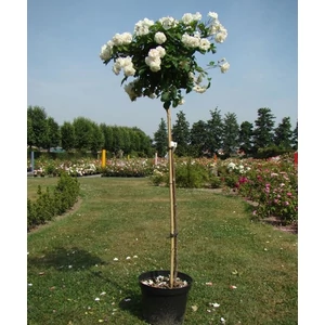 Magastörzsű teahibrid rózsa, 150 cm, white weekend Magastörzsű teahibrid rózsa, 150 cm, white weekend