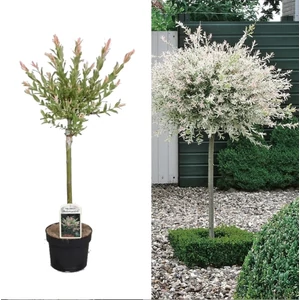 Rózsaszín, fehér, tarka fűz fa 150 cm Rózsaszín, fehér, tarka fűz fa 150 cm