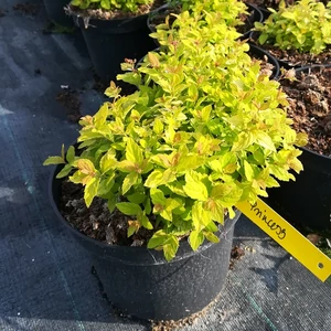 Aranylevelű Japán gyöngyvessző 2 literes kont.