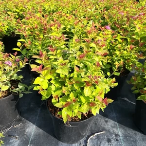 Japán gyöngyvessző Gold Flame 2 literes kont.