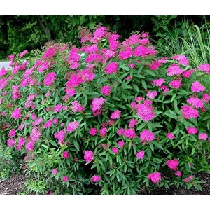 Pompás gyöngyvessző 2 literes kont.