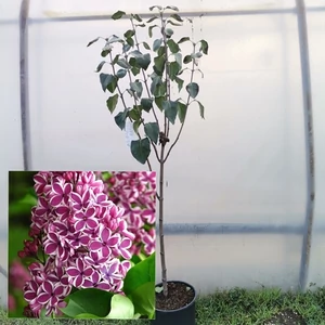 Orgona sensation fa ~130cm Orgona sensation fa ~130cm