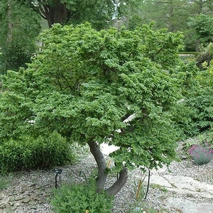 Törpe szil 2 lit kont.