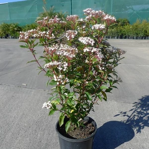 Téli Bangita, Viburnum tinus 3 literes konténerben 50 cm Téli Bangita, Viburnum tinus 3 literes konténerben 50 cm