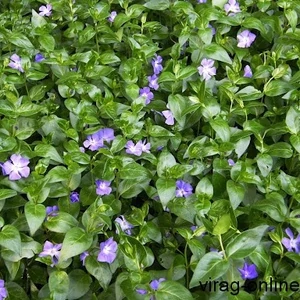 Télizöld metáng 2 literes konténerben Télizöld metáng 2 literes konténerben