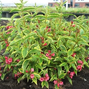 Tarka levelű Rózsalonc, Brigela 2 literes kont