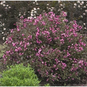 Rózsaszín Rózsalonc Rumba 2 lit. kont.