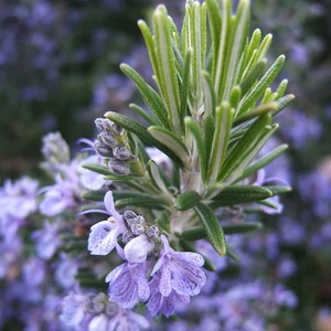 Rozmaring 14cm-s cserépben