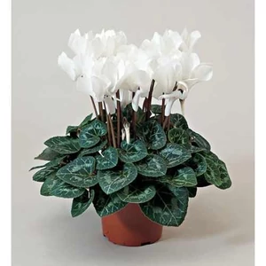Ciklámen 13cm-s cserépben 30cm fehér Ciklámen 13cm-s cserépben 30cm fehér