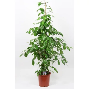 Csüngőágú fikusz 90 cm
