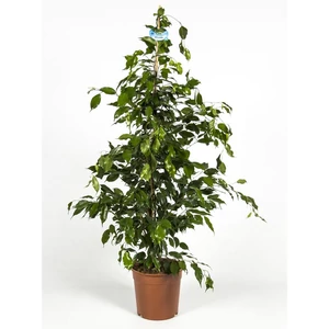 Csüngőágú fikusz 150 cm