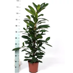 Serlegkocsányú fikusz 120 cm