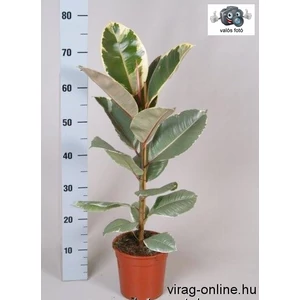 Tarka szobafikusz 17cm-s cserépben, Ficus Belga