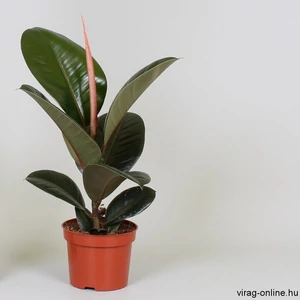 Fikusz robusta 30-40 cm, 12cs- cserépben