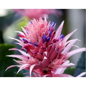 Lándzsarózsa, Aechmea 40cm 14cm-s cserépben Lándzsarózsa, Aechmea 40cm 14cm-s cserépben