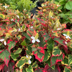 Kaméleonlevél, Houttuynia 12 cm-s cserépben Kaméleonlevél, Houttuynia 12 cm-s cserépben