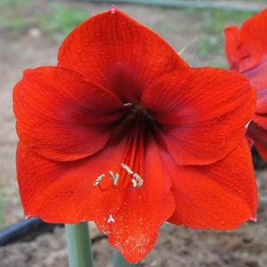 Amarillisz, Hölgyliliom 14cm-s cserépben piros