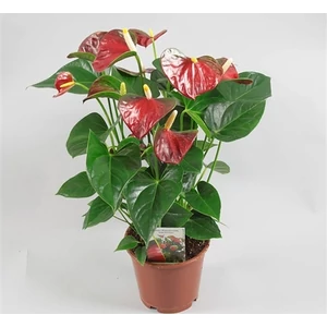 Flamingó virág 14 cm-s cserépben 40-50 cm piros Flamingó virág 14 cm-s cserépben 40-50 cm piros