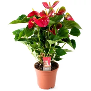 Flamingó virág 17 cm-s cserépben 70 cm Flamingó virág 17 cm-s cserépben 70 cm