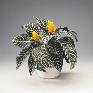 Ráncos sárkányfüzér 13 cm-s cserépben Ráncos sárkányfüzér 13 cm-s cserépben