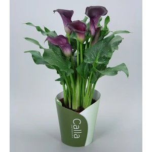 Kála 30-40 cm, lila Kála 30-40 cm, lila