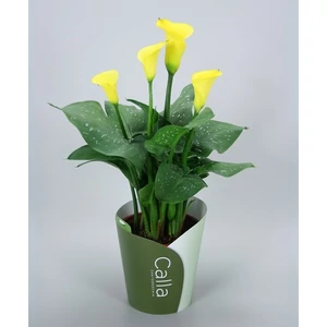 Kála 30-40 cm, sárga Kála 30-40 cm, sárga