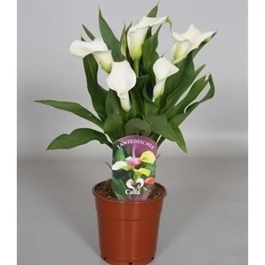 Kála 30-40 cm, fehér Kála 30-40 cm, fehér