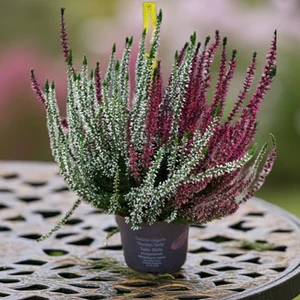 Csarab twins 12 cm-es cserépben Csarab twins 12 cm-es cserépben