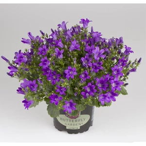 Harangvirág, Campanula 11cm-s cserépben Harangvirág, Campanula 11cm-s cserépben