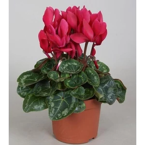 Ciklámen 13cm-s cserépben 30cm piros Ciklámen 13cm-s cserépben 30cm piros