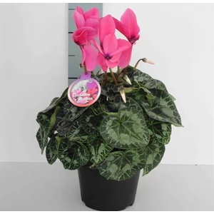 Ciklámen 13cm-s cserépben 30cm rózsaszín Ciklámen 13cm-s cserépben 30cm rózsaszín