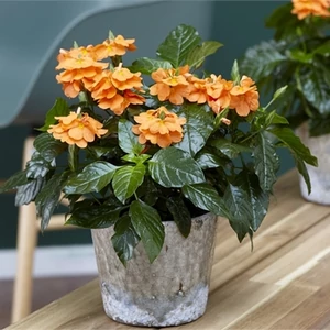 Krossandra, Crossandra infundibuliformis 12 cm-s cserépben Krossandra, Crossandra infundibuliformis 12 cm-s cserépben