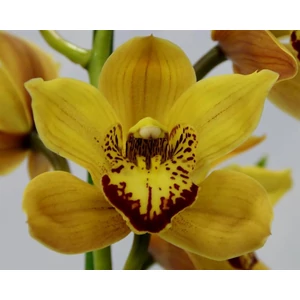 csónakorchidea csónakorchidea