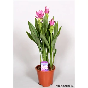 Kurkuma 60-70 cm Kurkuma 60-70 cm