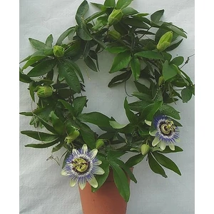 Golgotavirág, Passiflora Golgotavirág, Passiflora