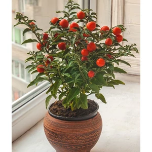 Korallbokor,  solanum pseudocapsicum Korallbokor,  solanum pseudocapsicum