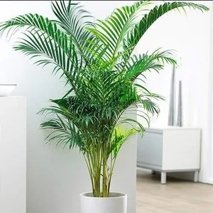 Bétel pálma 130-150 cm Bétel pálma 130-150 cm