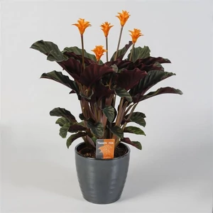 Sáfrányos zebralevél, calathea crocata 40cm, 13 cm-s cserépben Sáfrányos zebralevél, calathea crocata 40cm, 13 cm-s cserépben
