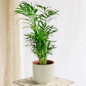 Gyompálma, Chamaedorea 30-40 cm, 12cm-s cserépben Gyompálma, Chamaedorea 30-40 cm, 12cm-s cserépben