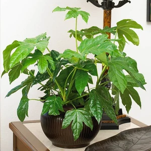 Japán Arália, Fatsia 12-cm-s cserépben Japán Arália, Fatsia 12-cm-s cserépben