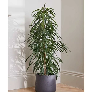 ficus longifolia 150 cm