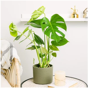 Könnyezőpálma, Monstera 14 cm-s cserépben